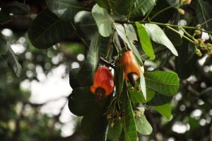 Cashew trees with fruit abound the road going to Makinit Hot Springs like these.